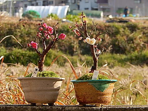 希少 極小姫黄梅 小盆栽『姫黄梅』とは？｜園芸日記bymeika｜みんなの趣味の園芸｜802780