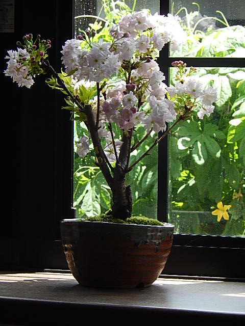 楽天市場 年開花予定桜盆栽南殿桜盆栽 八重咲き南殿桜 園芸百貨店何でも揃うこぼんさい