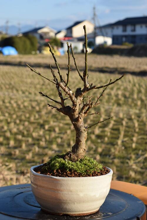 楽天市場】現品ではありませんミニ梅盆栽 2025年2月〜3月開花 楽天市場】現品ではありませんミニ梅盆栽 2025年2月〜3月開花