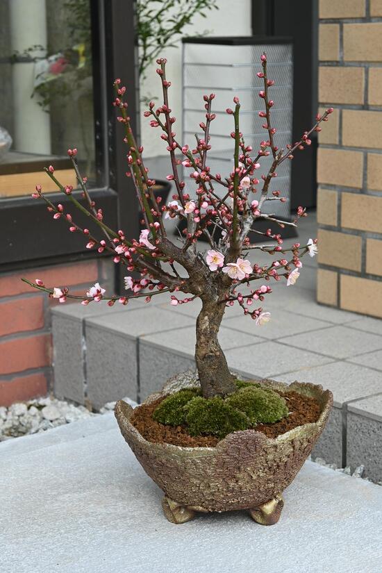 楽天市場】梅の香りを楽しむ乙姫梅盆栽梅梅盆栽ミニ梅の盆栽 2026年2月