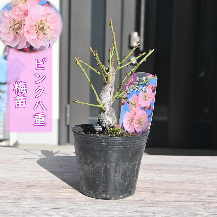 楽天市場】ウメ盆栽向け【2025年2月開花】八重寒紅梅 プラ鉢植え