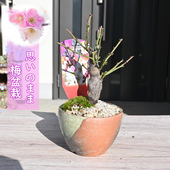 梅　盆栽　白とピンク 楽天市場】ミニ盆栽 梅 紅白梅 大樹 白梅 紅梅 梅 梅のミニ盆栽 花
