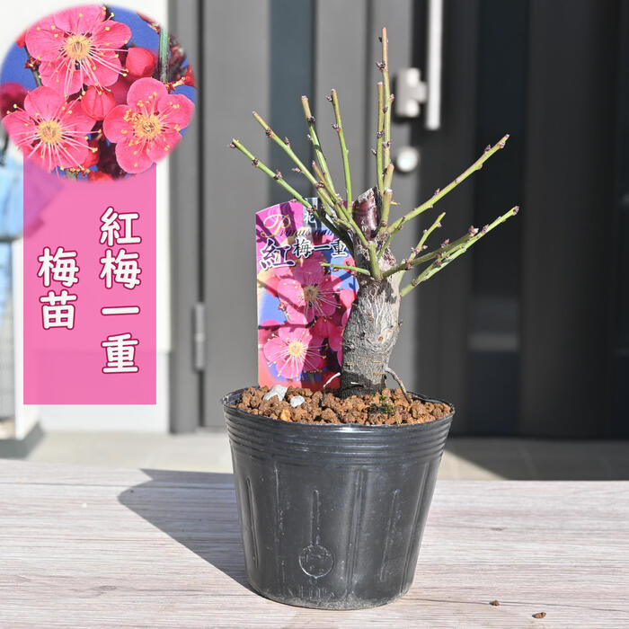 楽天市場】甲州小梅 苗木 梅苗 2年生 接ぎ木苗 甲州 小梅 果樹