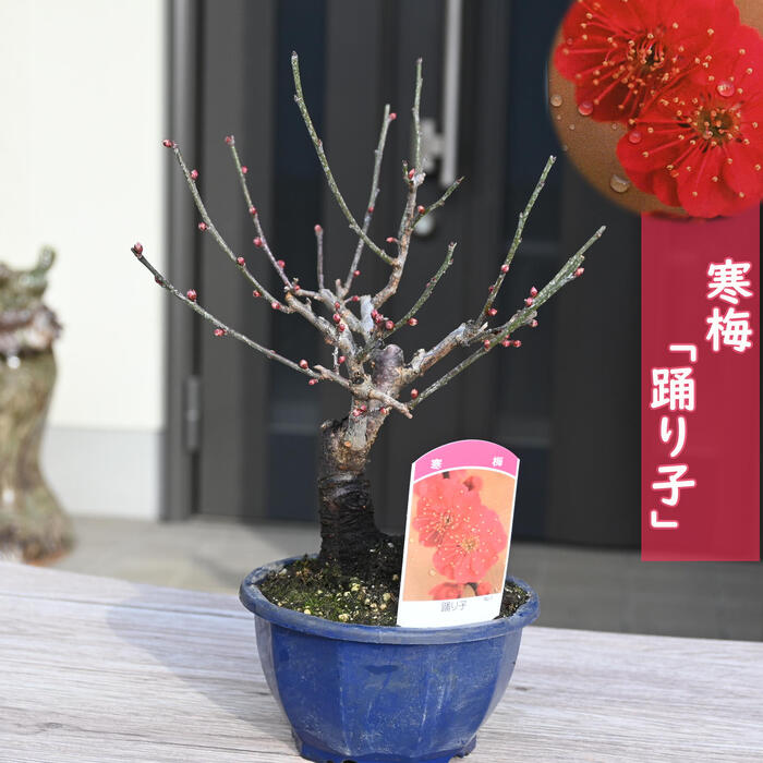 楽天市場】ゆすら梅赤花赤実（ユスラウメ）梅桃、山桜桃梅2026年開花