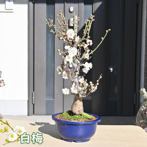 楽天市場】白梅誕生日プレゼントに梅の盆栽白梅盆栽開花時期は 楽天市場】白梅誕生日プレゼントに梅の盆栽白梅盆栽開花時期は