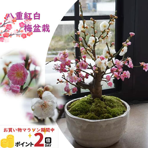 楽天市場】12月からの発送となります。紅冬至梅ピンク梅盆栽梅盆栽