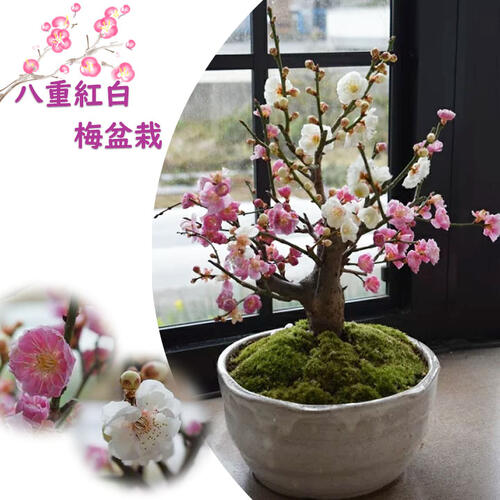 梅　盆栽　6号鉢つき　紅白の花色❗幹太❗　⑤ 梅 盆栽 5号相当 紅白❗幹太❗ラスト出品❗ ② - メルカリ