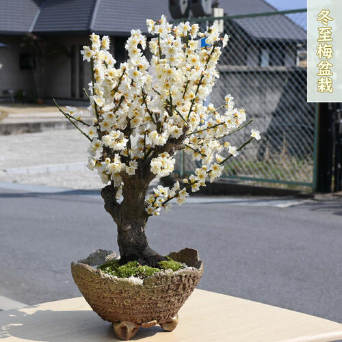 楽天市場】現品の八重紅梅梅本格梅盆栽花梅 寒梅 2021年1月19日 撮影