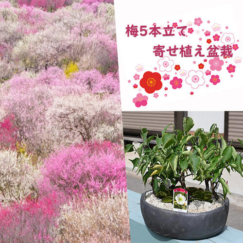 楽天市場】6号サイズ 内裏梅盆栽向け梅梅盆栽ミニ梅の盆栽 プラ鉢植え