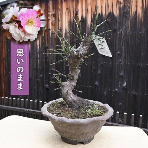 楽天市場】梅のお花と香り楽しむ 2024年2月～3月に開花 梅盆栽 八重野