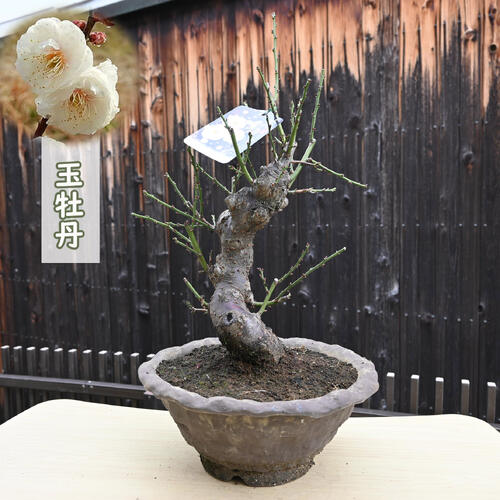 【一起園芸】寒梅「玉牡丹」小品盆栽★撮影日4月27日・形良好です★ 盆栽 梅 玉牡丹 玉牡丹咲き進んできました「2022年の花々」のアルバム-みんなの 2025年2月開花 割引お買い特