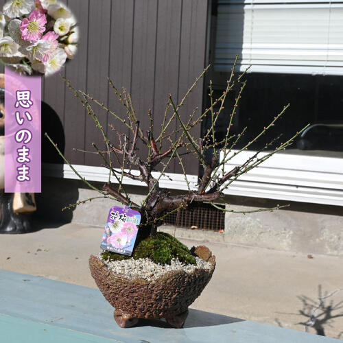 咲き分けの人気梅花梅2026年3月開花 梅盆栽 思いのまま 咲き分け 八重咲き 花梅盆栽｜園芸百貨店何でも揃うこぼんさい