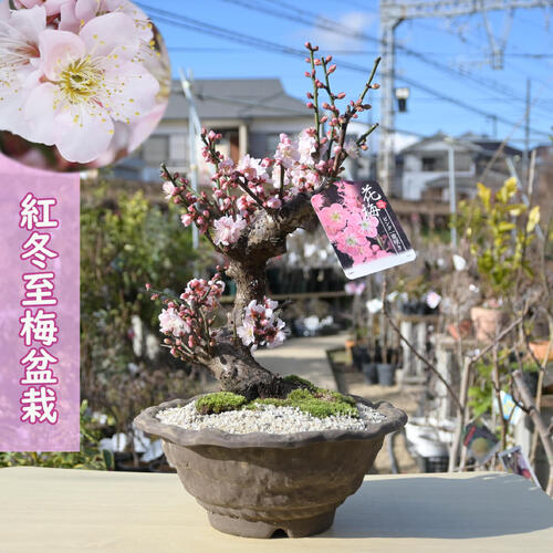 梅　盆栽　日光 楽天市場】2025年3月開花中 花梅 日光 八重咲き お祝い 梅盆栽 にっ
