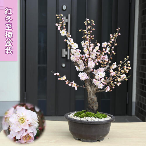 楽天市場】ウメ盆栽向け【2026年2月開花】八重寒紅梅 プラ鉢植え梅盆栽