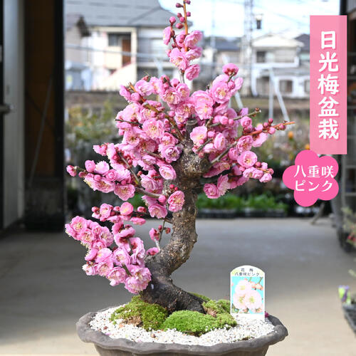 楽天市場】梅盆栽 八重咲き ピンク 花梅 2026年花芽有り : 園芸百貨店
