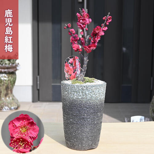 楽天市場】現品の八重紅梅梅本格梅盆栽花梅 寒梅 2021年1月28日 撮影