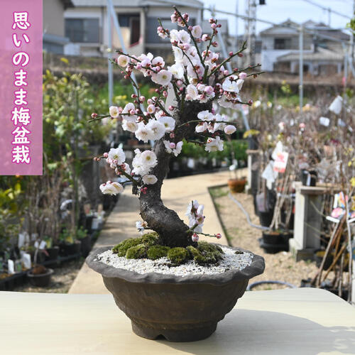 楽天市場】ウメ花梅2026年2月～3月に開花梅盆栽 思いのまま 咲き分け