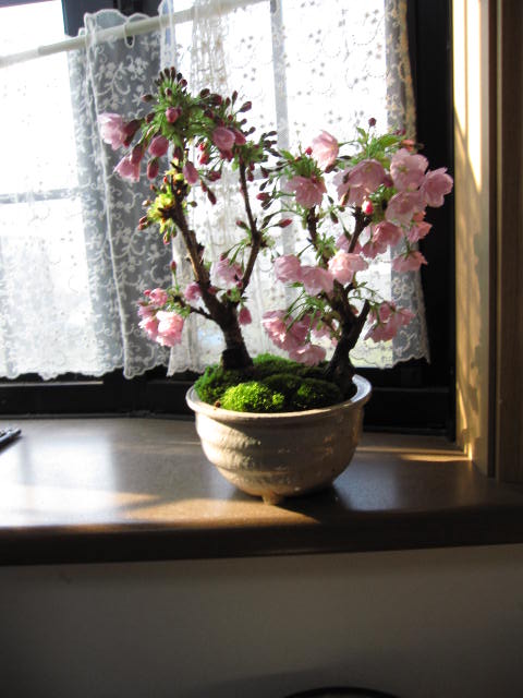 【開花株10年物の大株】月下美人 No.2 開花株10年物の大株】月下美人 No.2