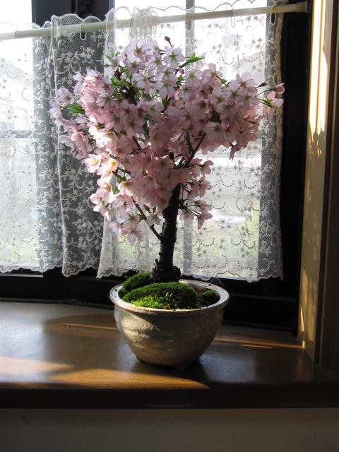 自宅でお花見4月開花さくら【盆栽】桜盆栽自宅でもお花見できる桜盆栽となります。プレゼントにもおすすめのさくら盆栽です