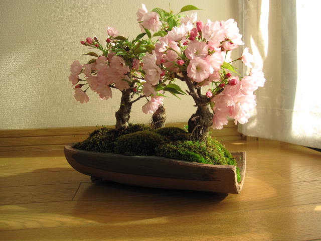 自宅でお花見が楽しめる2022年4月頃開花の桜 盆栽サクラ盆栽春には
