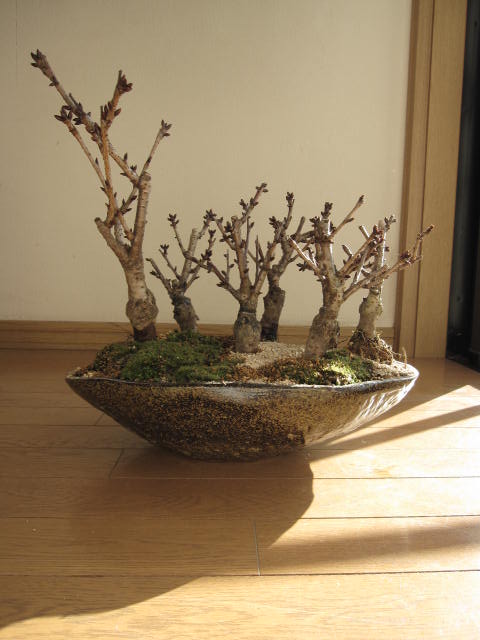 寿お花見櫻櫻盆栽七桜の御館盆栽夜桜揃お祝い桜盆栽信楽くぼみ冒頭21年算花芽付きの桜盆栽となります Marchesoni Com Br