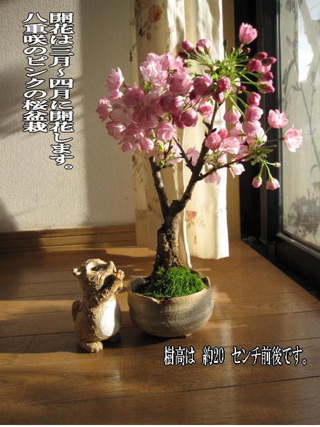 サクラのお花見を楽しむにはこちらの4月頃開花桜盆栽 盆栽桜 桜盆栽 　四月にこんな感じでサクラのお花が見れます。　 桜盆栽　　入学　卒業のお祝い桜　花芽付の桜盆栽となります。 4,620円