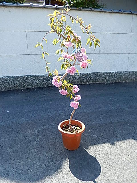 楽天市場 年4月開花予定苗しだれ桜 苗木 八重しだれ桜 八重垂れ桜 苗今年おすすめのしだれ桜苗 植樹 シンボルツリーに最適 桜 を 園芸百貨店何でも揃うこぼんさい