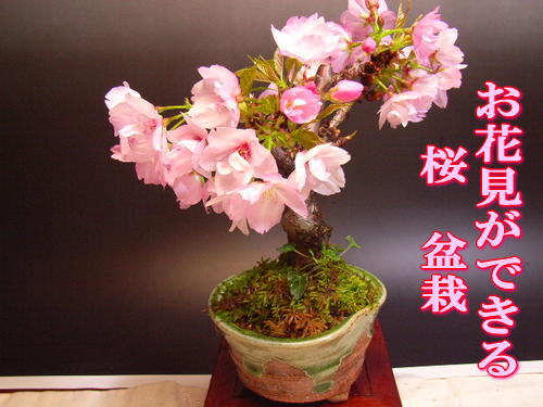 桜盆栽 毎日の水だけで2026年　四月に開花　 開花しなかったら 盆栽旭山　桜 【ミニ盆栽】 　かわい桜盆栽でお花見しよう