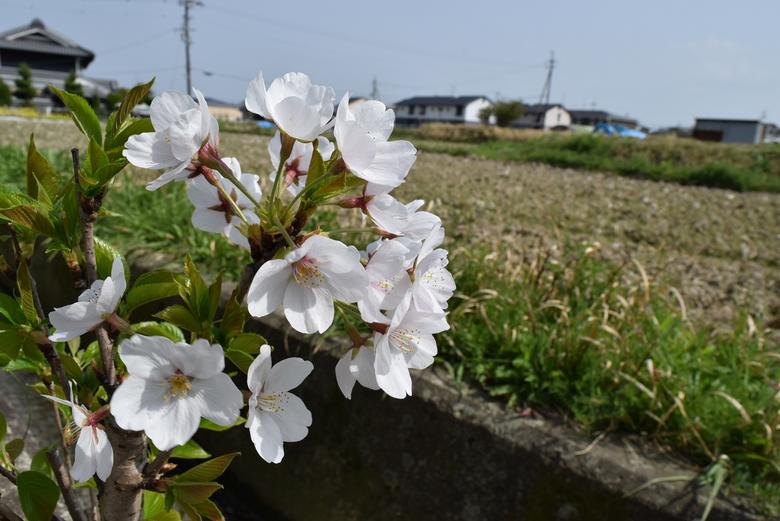 成功終幕しておりますお花見サクラ色染井吉野桜で住み処で喜ばすお花見桜盆栽21年紀4ムーンのお届けは葉桜ですソメイヨシノ盆栽サクラといえば 染井吉野サクラのミニ盆栽です 吉野桜盆栽 Digitalland Com Br