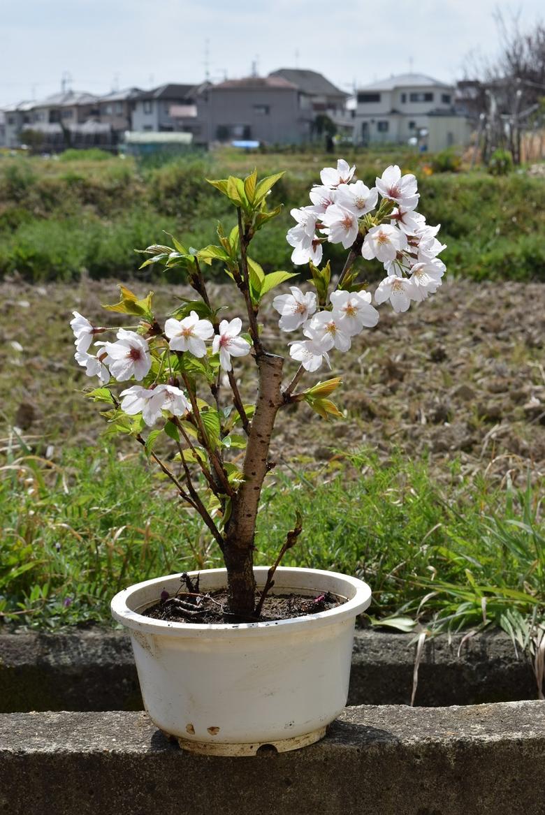 八重しだれ桜苗4月に開花予定の桜庭木用植樹に菊しだれ桜苗しだれ桜 苗木