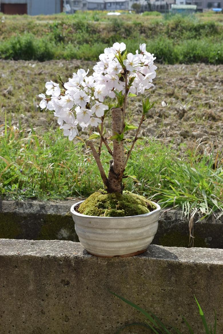 楽天市場 桜盆栽22年お届けは葉桜でのお届けソメイヨシノ盆栽サクラといえば染井吉野サクラの盆栽です 園芸百貨店何でも揃うこぼんさい