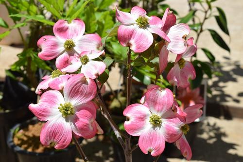 鉢植えハナミズキをプレゼントに育てる鉢植え5月頃開花 鉢花 ハナミズキ鉢植え鉢植え ハナミズキピンクハナミズキ 春に開花 Butlerchimneys Com