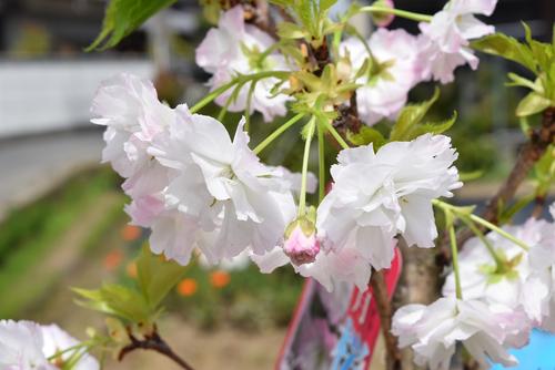 楽天市場 松月桜 桜の苗 桜苗 21年4月開花 八重咲き 記念樹 シンボルツリー 園芸百貨店何でも揃うこぼんさい