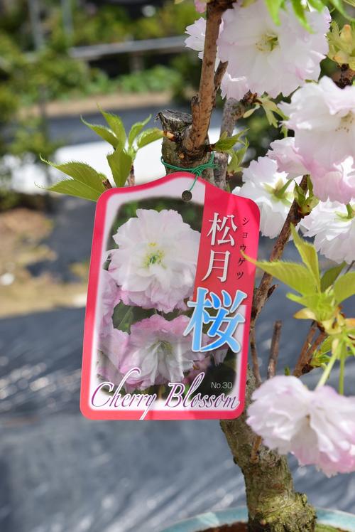 楽天市場 松月桜 桜の苗 桜苗 21年4月開花 八重咲き 記念樹 シンボルツリー 園芸百貨店何でも揃うこぼんさい