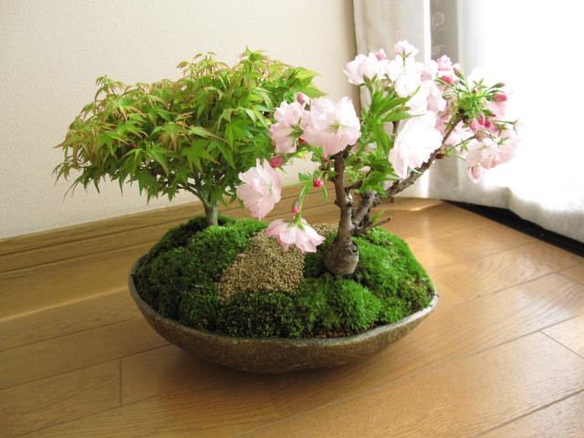 もみじ の 盆栽 ー品販売 53 割引 Cothm Edu Pk
