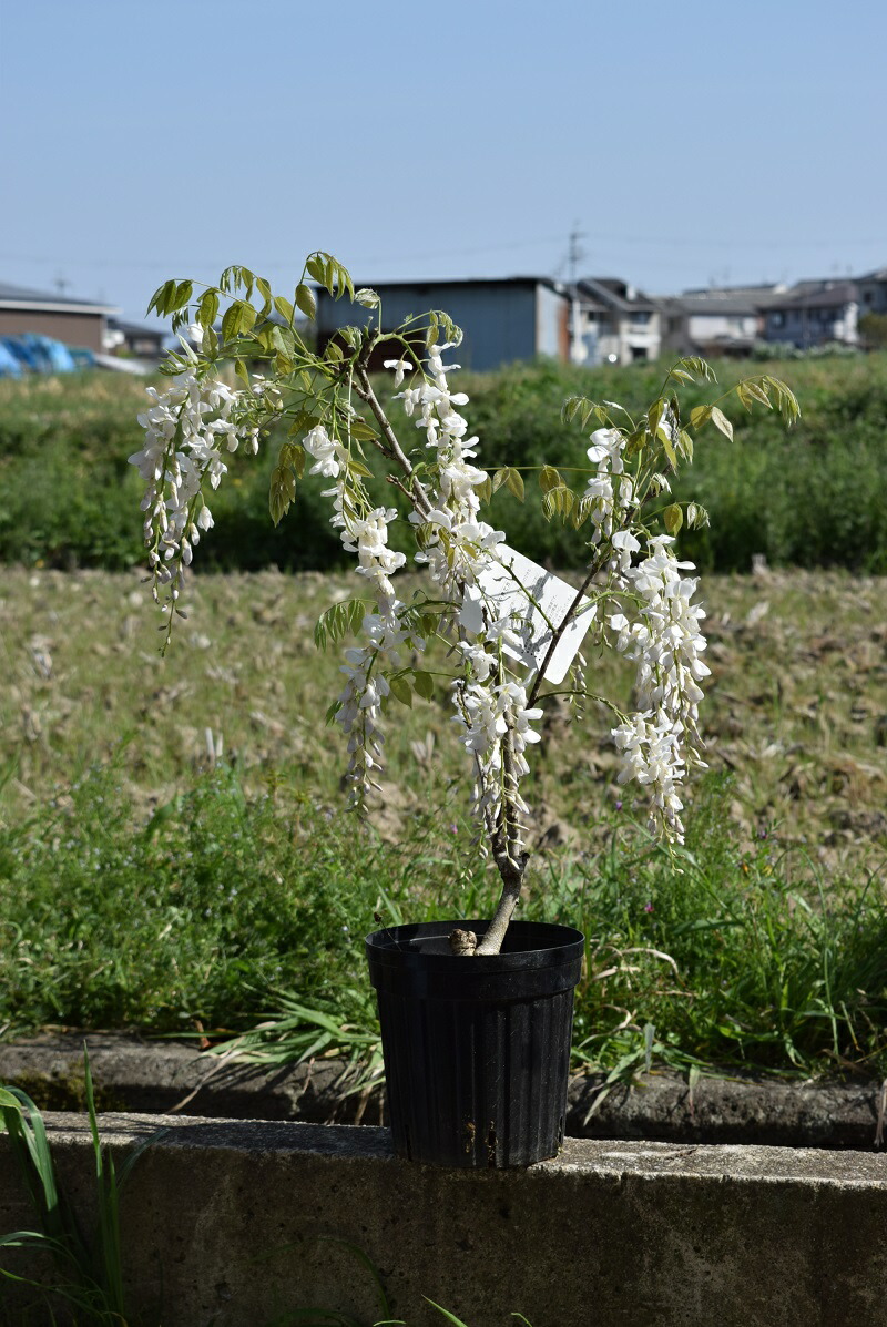 楽天市場】2025年4月頃開花の白藤苗藤の苗庭木苗麝香藤ジャコウ