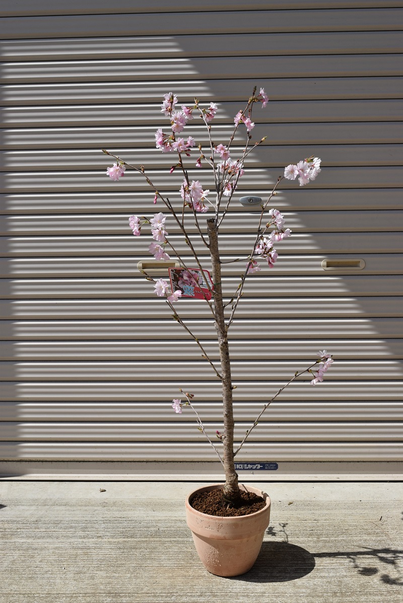 楽天市場 アーコレード桜鉢植え 園芸百貨店何でも揃うこぼんさい
