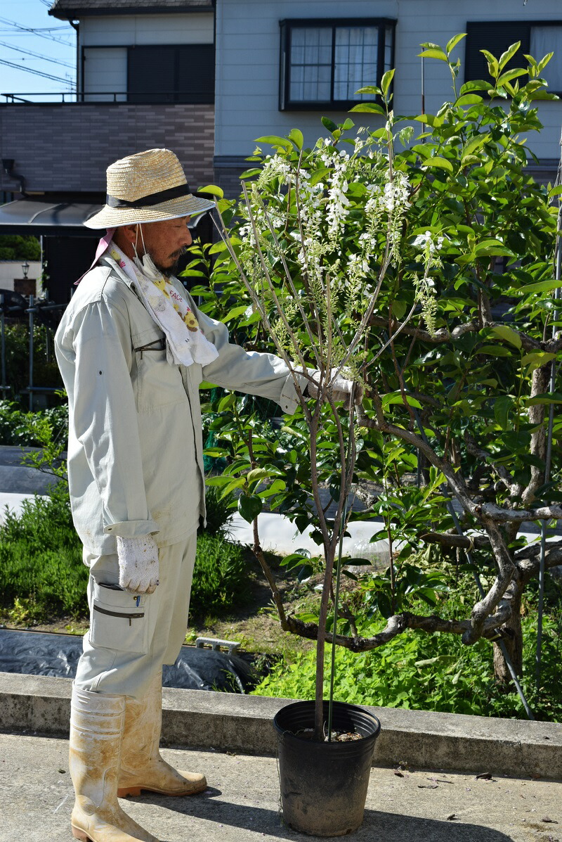 希少！清楚で上品な白藤苗！ジャコウ藤！花目付き！送料無料！ 希少！清楚で上品な白藤苗！ジャコウ藤！花目付き！送料無料！の