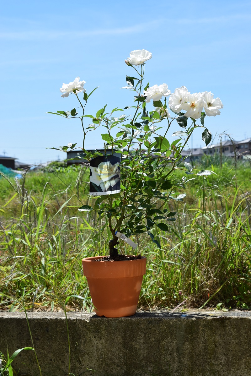 楽天市場 ギフト育てる楽しむバラ鉢植え バラ鉢植え 白バラ バラ 開花は5月末頃に咲きます ラッピング込み 園芸百貨店何でも揃うこぼんさい