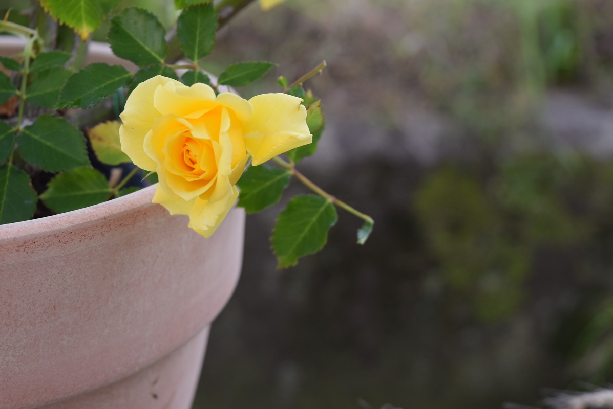 母ちゃんの年齢月代引き出物21年 薔薇鉢植え イエローバラ バラ 華めくは5月おしまいときに開花ます ラッピング込み Digitalland Com Br