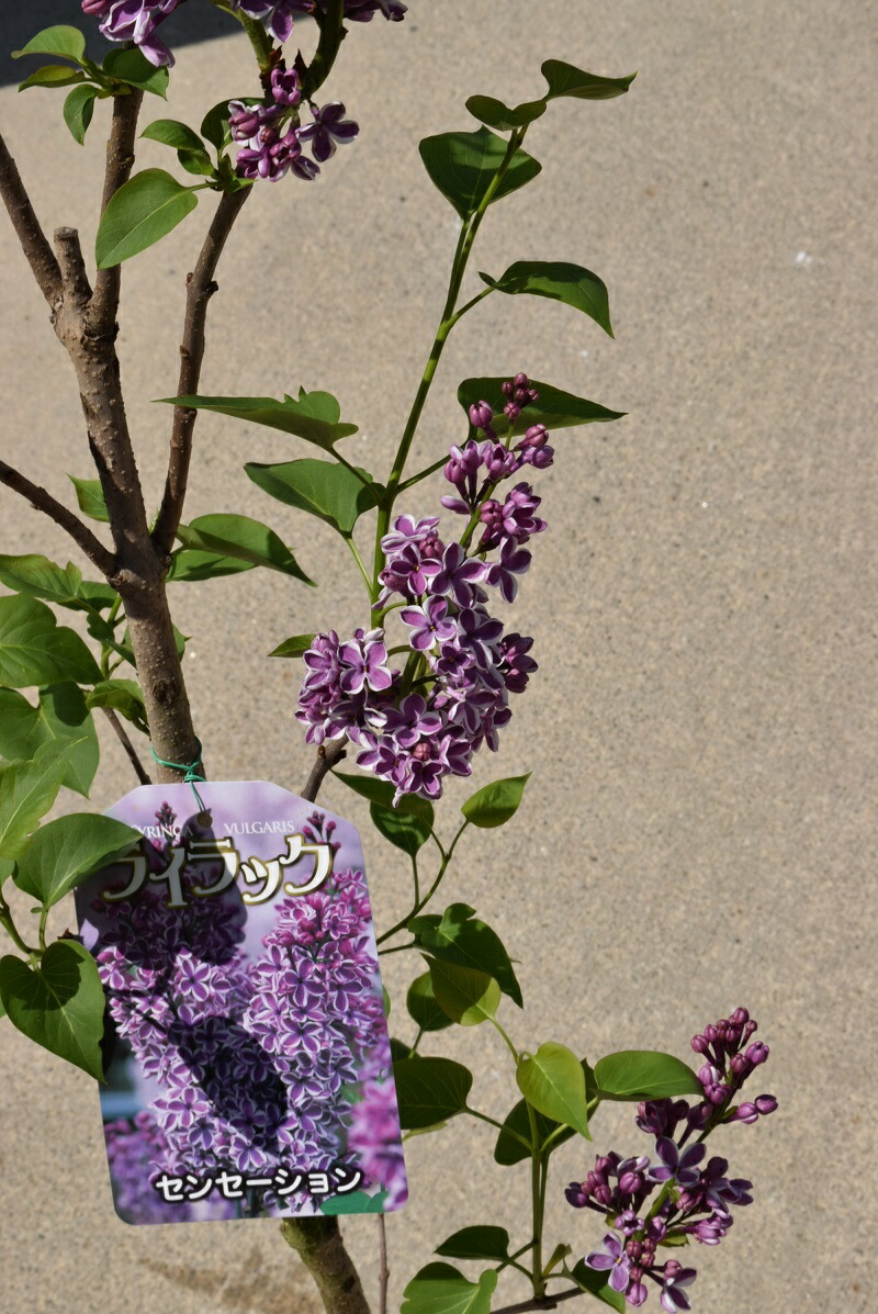 ライラック鉢植え 21年花芽有庭木 落葉樹 シンボルツリー 花色紫淡紫桃色の八重咲き芳香の強いライラック苗木 センセーションライラック Napierprison Com