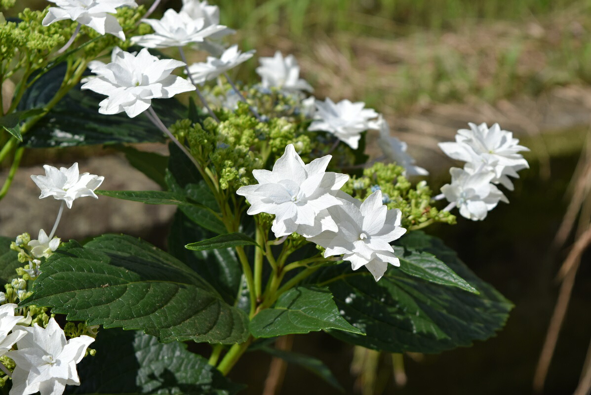 楽天市場 母の日ギフト紫陽花墨田の花火年5月開花のお届けとなります あじさい ギフト6月以降は剪定後の状態でのお届けとなります 園芸百貨店何でも揃うこぼんさい
