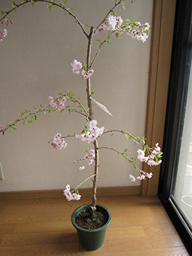 楽天市場】2025年3月開花の紅白しだれ梅セットのしだれ梅