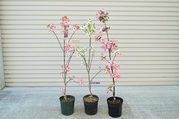 楽天市場】斑入りの綺麗なハナミズキレインボー苗自宅の記念の植樹に