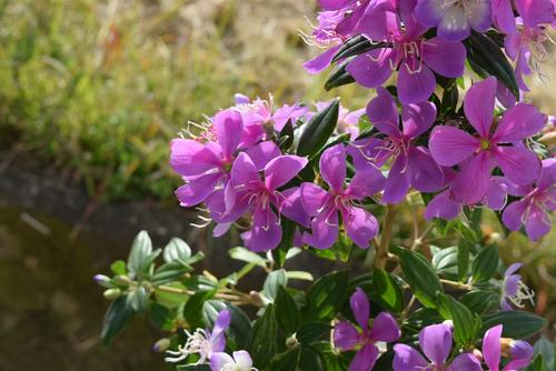 楽天市場 今季の花芽はありませんノボタンリトルエンジェル鉢植え花色が紫からピンクに変化する美しいのぼたんです 園芸百貨店何でも揃うこぼんさい