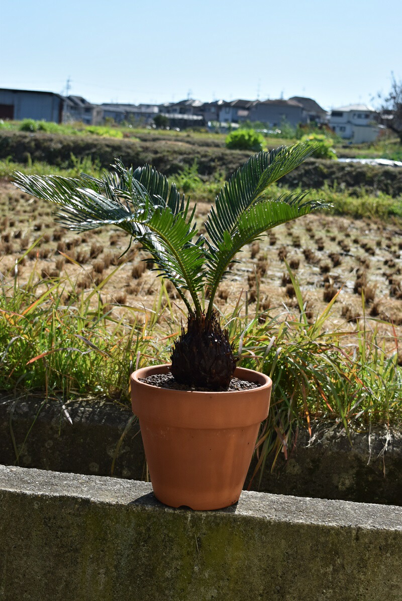 楽天市場 ソテツ 蘇鉄 6号 化粧鉢 シンボルツリー 庭木 植木 常緑樹 観葉植物 化粧鉢 ぐりーんぐりーん