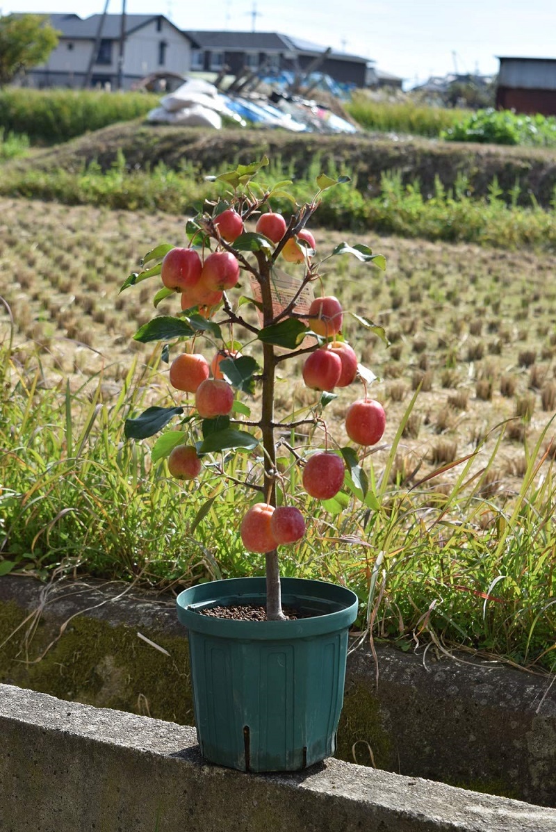 【楽天市場】父の日プレゼントに2022年実付きでお届け育てる楽しみ スリムレッド【リンゴ】プレゼントi贈り物に【家で手頃に果樹栽培りんご