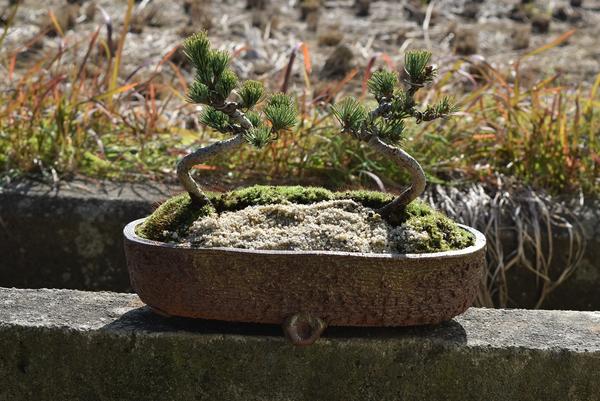 楽天市場】現品 五葉松盆栽 A4本格五葉松盆栽 2020年12月22日撮影