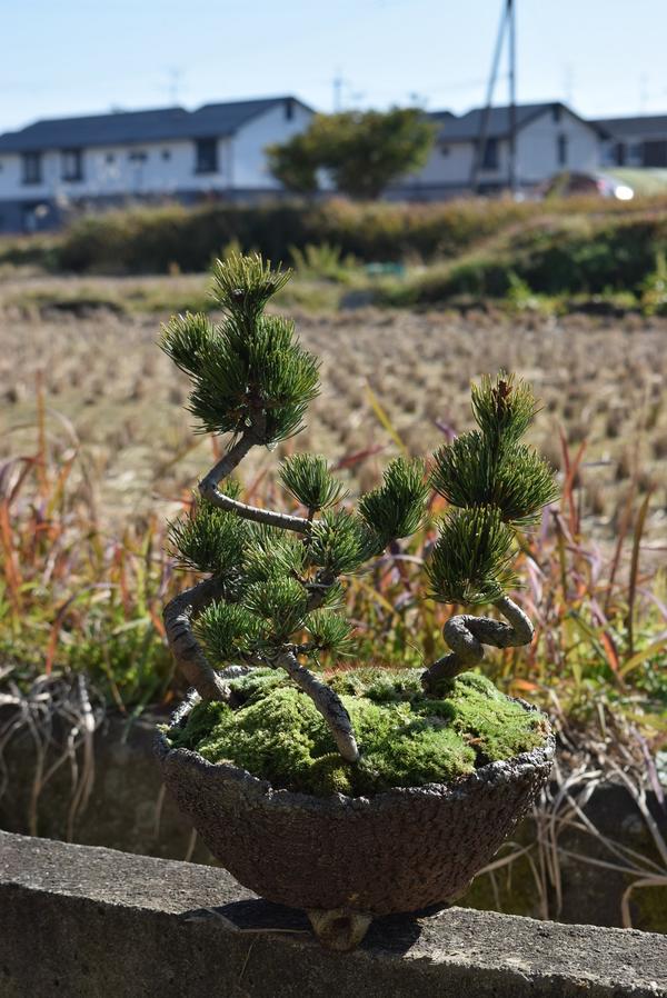 楽天市場】五葉松 ポット ミニ 松 吾妻五葉松3年生 : 園芸百貨店