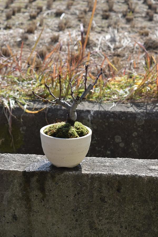 4月色折お花見が楽しめます21年歳振興ミニ盆栽スイシ海棠ハナカイドウサクラ盆栽 Daemlu Cl